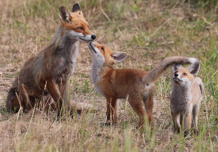 are-foxes-friendly